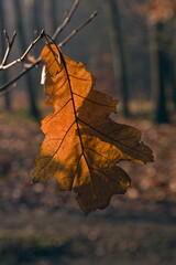 Liście o poranku 1 © Krzysztof