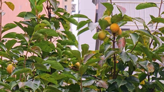 Urban persimmon tree with ripe fruit
