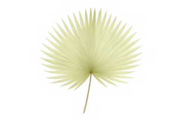 Dried fan palm leaf in a light yellow color, creating a tropical and natural element, cutout object with transparent background