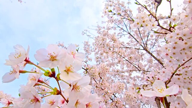 Pastel cherry blossoms at golden hour