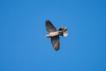 Obraz premium Eurasian Collared-Dove in graceful flight, wings spread wide, gliding above the Himalayan landscape with soft sunlight highlighting its pale gray plumage and signature black collar.
