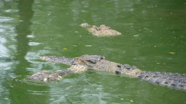 A hidden crocodile, with only its head and part of its back visible, lurks in a vibrant green pond covered in algae or duckweed. The water's surface creates a dense, natural camouflage.