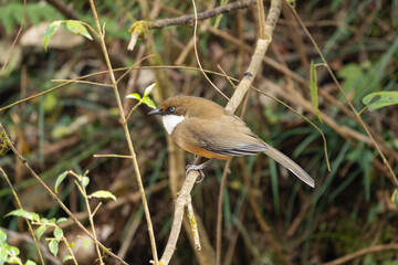 White-throated Laughingthrush in dense Himalayan forests, a lively bird with a striking white throat, warm brown plumage, and social calls echoing through the undergrowth.