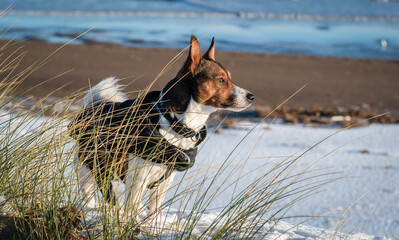 jack russell terrier on beach