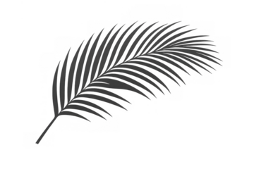 The natural silhouette of a palm leaf casting a stunning aesthetic shadow. The backdrop appears to be see-through