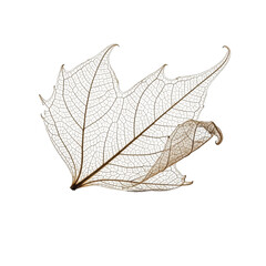Obraz premium Intricate skeleton of a dried maple leaf with delicate veins against a png isolated transparent background black background