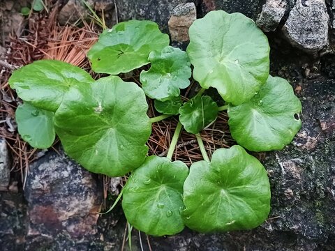 Umbilicus rupestris is a plant of the Crassulaceae family.