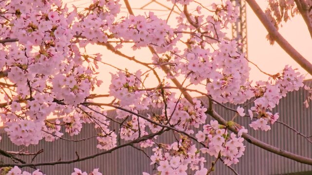 Pastel cherry blossoms at golden hour