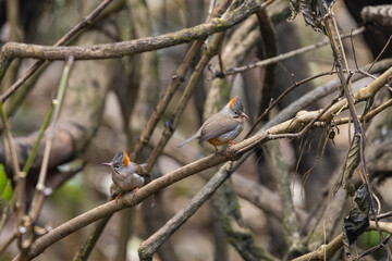 Rufous-vented Yuhina perched in dense Himalayan foliage, its rufous vent and sleek gray plumage visible as it flits actively through the misty forest canopy.