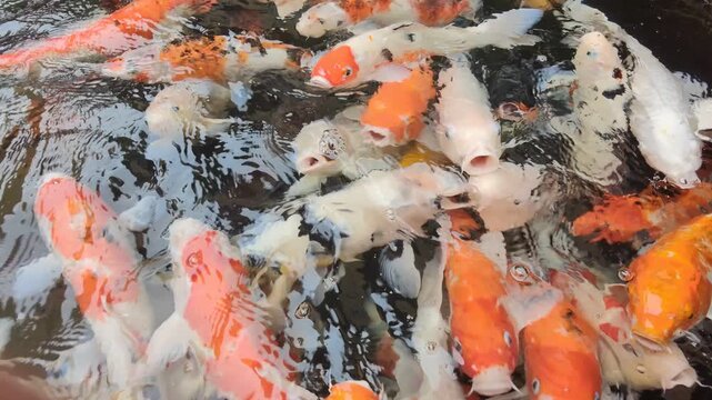koi fish swimming in a pond