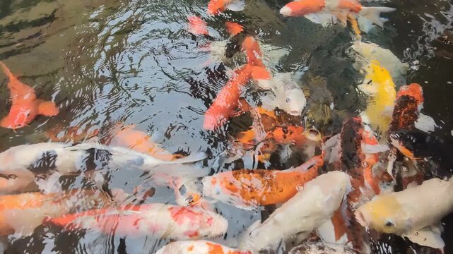 koi fish swimming in a pond