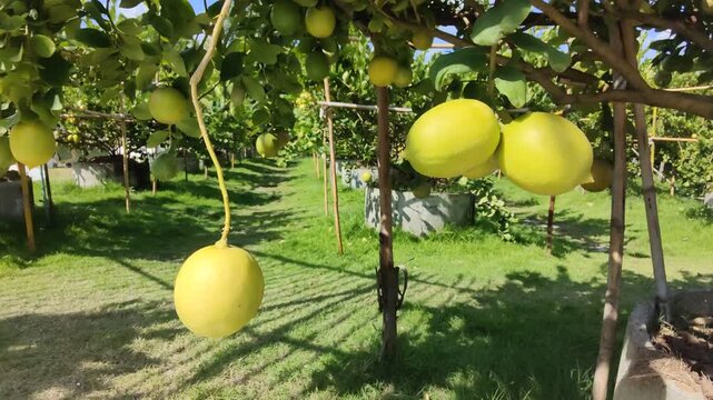 In the garden, there's a lemon tree with ripe lemons, ready to be picked and eaten.