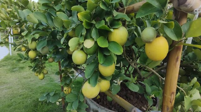 In the garden, there's a lemon tree with ripe lemons, ready to be picked and eaten.