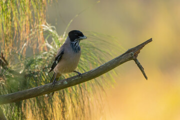 Black-headed Jay perched in Himalayan forests, a striking bird with a glossy black head, blue wings, and bold calls, adding color and energy to Nepal&rsquo;s mountain woodlands.