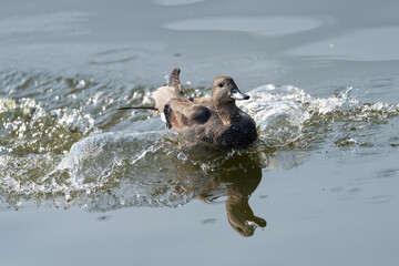 Gadwal splashes playfully in a serene lake, its vibrant plumage catching sunlight as water ripples around, set against a peaceful Himalayan landscape.