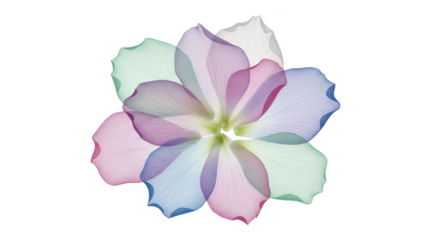 Translucent flower petals in pastel pink purple blue and green hues against png isolated transparent background black background