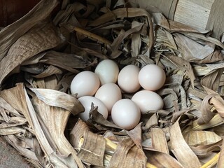 Fresh chicken eggs in a nest inside a traditional poultry cage © seto pramudyo