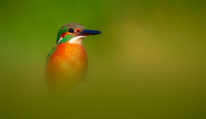 An aesthetically pleasing photograph of a kingfisher. Green nature background. 