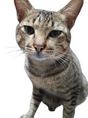 Close-Up Portrait of Tabby Cat Isolated on Black Background