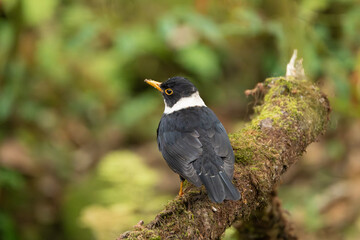 White-collared Blackbird perched on a branch, its glossy black body and striking white collar standing out against the lush Himalayan forest backdrop.