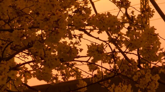 Golden cherry blossom silhouettes at sunset
