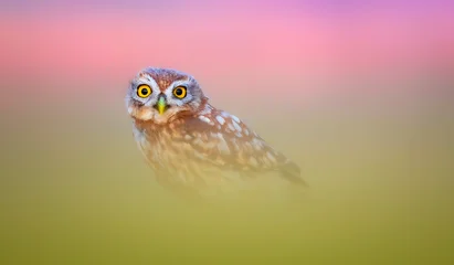 Leinwandbilder Natur Kleine Eule im bunten Naturhintergrund  © serkanmutan