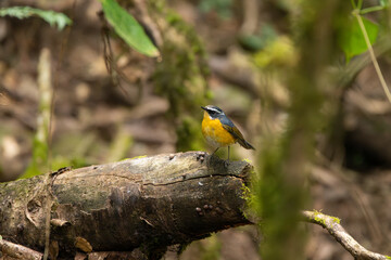 White-browed Bush-robin foraging among leaf litter, its bold white eyebrow and warm orange breast glowing softly as it searches for insects in the cool Himalayan forest.
