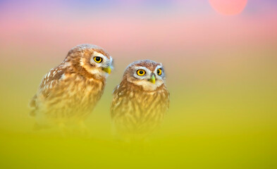 Obraz premium Owl. Colorful nature background. Little owl. 
