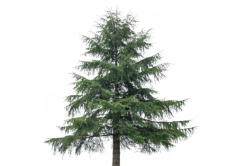 Frosted pine tree with ice on branches isolated on a transparent background