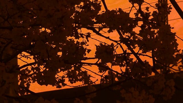 Golden cherry blossom silhouettes at sunset