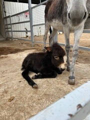 mały czarny osiołek leżacy u nóg swojej mamy © Piotr