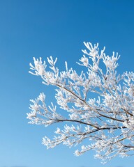 Frost-covered branches against a clear blue sky, creating a serene winter scene.