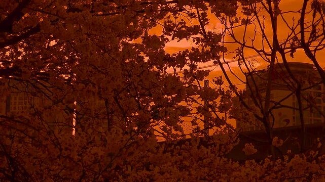 Golden cherry blossom silhouettes at sunset