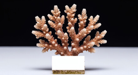 A close-up studio shot of a light brown coral specimen, meticulously detailed, perched upon a clean, rectangular white base, set against a stark black background