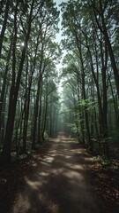 Fototapeta premium A forest path