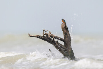 Common Kingfisher Alcedo atthis perched on driftwood with ocean waves