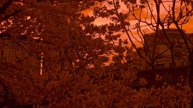 Golden cherry blossom silhouettes at sunset