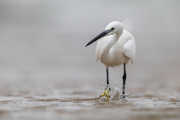 Obraz premium Little Egret Egretta garzetta hunting in water with splash action