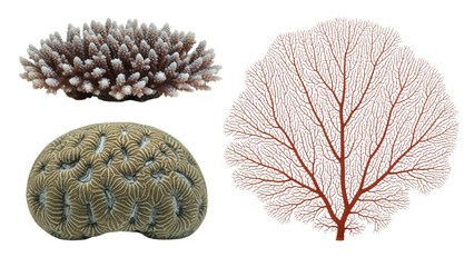 A collection of coral specimens showcasing diverse textures and forms, set against a transparent background