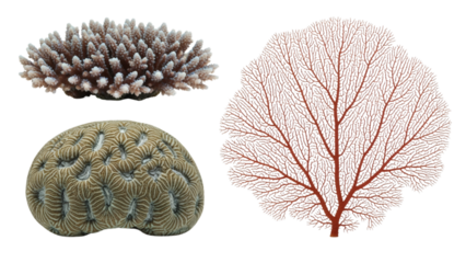 A collection of coral specimens showcasing diverse textures and forms, set against a transparent background