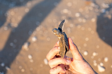 Sea Turtles Conversation Project &ndash; Loggerhead (Caretta Caretta) and Green Turtle