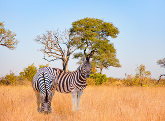 A group of zebras standing among the yellow grass in Kruger National Park in South Africa, in the...