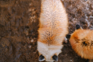 蔵王のキツネ © rika_portrait