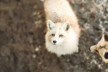 蔵王のキツネ © rika_portrait