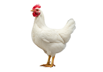 A healthy domestic hen with transparent feathers, vivid red comb and wattle, bright yellow legs, beak slightly open, on a clean transparent studio background, isolated animal study concept