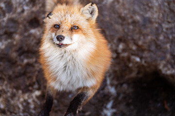 蔵王キツネ村のかわいいキツネ