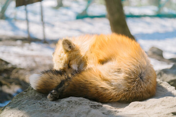 蔵王キツネ村のかわいいキツネ