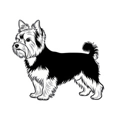 Detailed Line Art Illustration of a Yorkshire Terrier Dog.