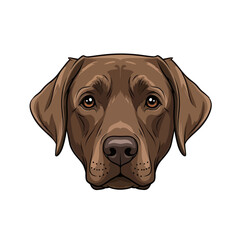 Detailed Portrait of a Chocolate Labrador Retriever Dog.