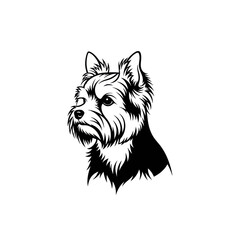 Elegant Yorkshire Terrier Portrait in Black and White.